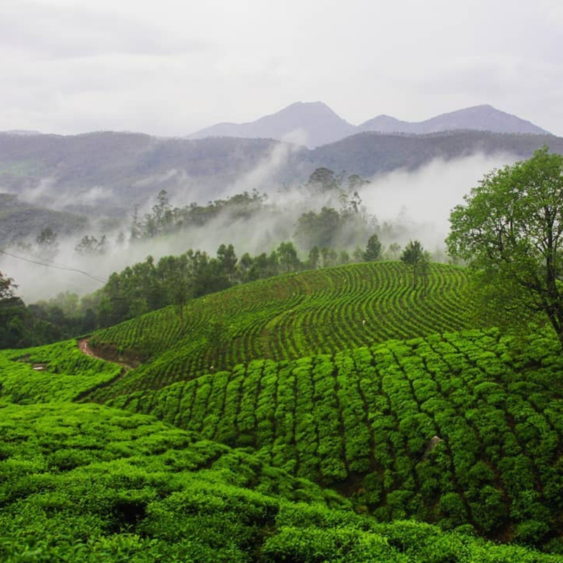 honeymoon planner in kerala